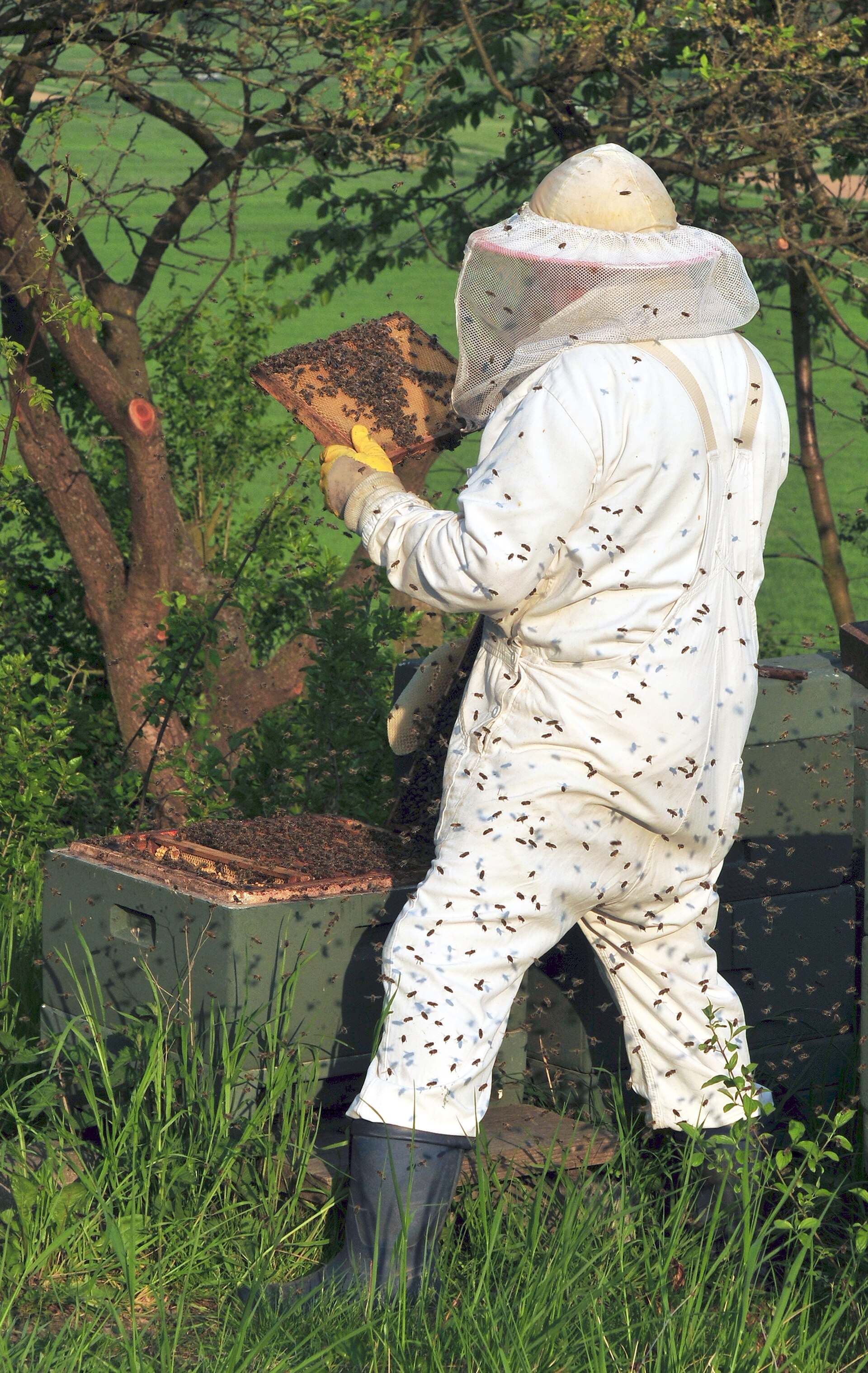 Beekeeper | MBolly A beekeeper inspects a hive covered with bees outdoors on a sunny day, showcasing the dedication behind film production.